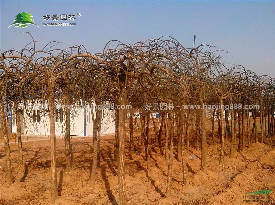盤槐價格_盤槐圖片_盤槐産地_盤槐綠化苗木苗圃基地