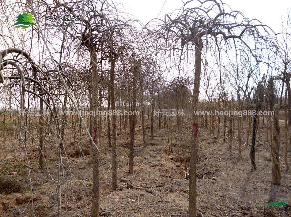 盤槐價格_盤槐圖片_盤槐産地_盤槐綠化苗木苗圃基地