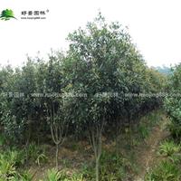 椤木石楠价格_椤木石楠产地_椤木石楠绿化苗木苗圃基地