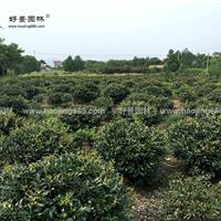 茶梅价格_茶梅图片_茶梅产地_茶梅绿化苗木苗圃基地