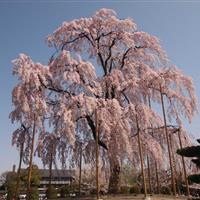 垂枝樱花-八重红枝垂