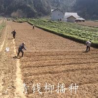 湖北宜昌青钱柳苗供应商、青钱柳苗价格、青钱柳苗经销商