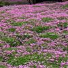 红花酢浆草价格_红花酢浆草产地_红花酢浆草绿化苗木苗圃基地