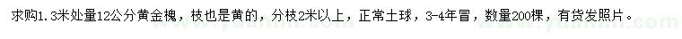 求购1.3米量12公分黄金槐