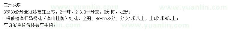 求购30公分红豆杉、40-50公分马樱花