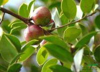 油茶报价/江西油茶报价