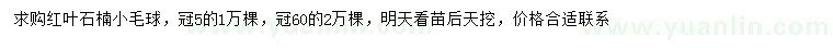 求购冠幅50、60公分红叶石楠小毛球