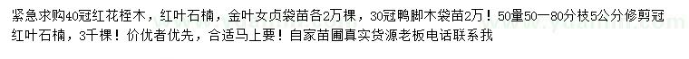 求购红叶石楠、金叶女贞、鸭脚木等