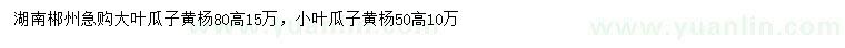 求购高80公分大叶瓜子黄杨、高50公分小叶瓜子黄杨