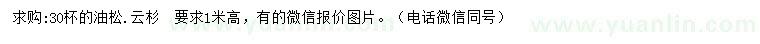 求购高1米油松、云杉