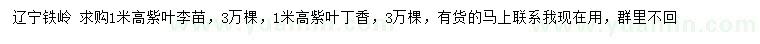 求购高1米紫叶李苗、紫叶丁香