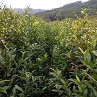 批发木荷小苗、一年生木荷小苗