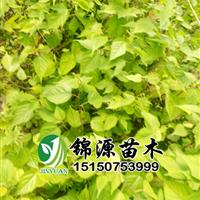 杂交构树苗 组培构树苗   青储饲料