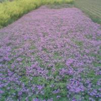 红花酢浆草 红花酢浆草基地 红花酢浆草价格