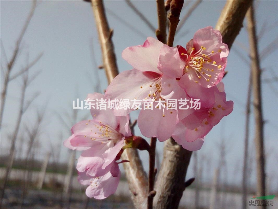 四明山櫻丨寺明山櫻丨紅花山櫻丨大山櫻丨南方山櫻丨山櫻種子