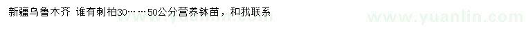 求购30、50公分刺柏