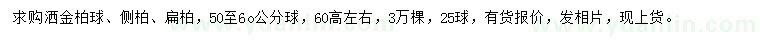 求购洒金柏球、侧柏、扁柏