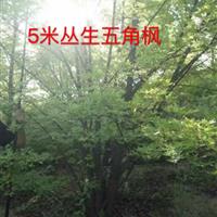 山西五角枫·山西丛生五角枫价格图片·供应山西运城丛生五角枫