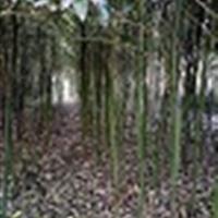 一年生香樟小苗，地径1-2-3公分小苗价格