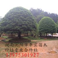 30cm大金桂花树,浏阳市平实苗木基地30cm,高8m