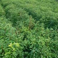 香樟h60公分以上+張家界地區+桑植地區桑植苗