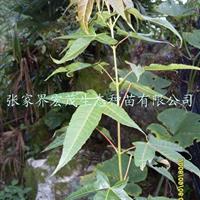 野生青枫米径5到10公分供应——张家界地区宏茂生态种苗有限