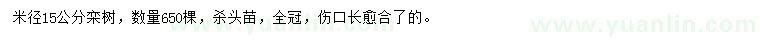 求购米径15公分栾树