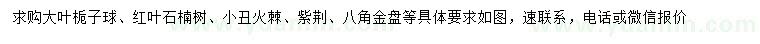 求购大叶栀子球、红叶石楠树、小丑火棘等