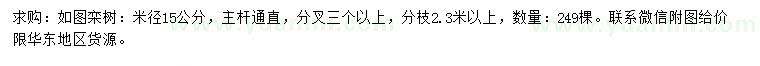 求购米径15公分栾树