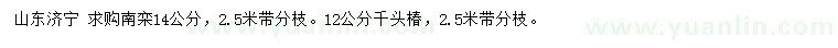 求购14公分南栾、12公分千头椿