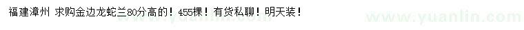 求购高80公分金边龙蛇兰