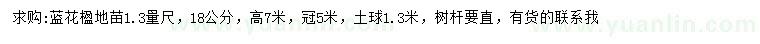 求购1.3米量18公分蓝花楹