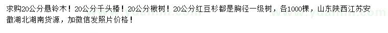 求购悬铃木、千头椿、楸树