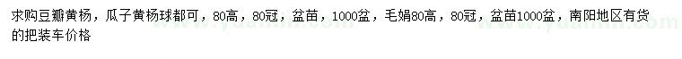 求购高80公分豆瓣黄杨、毛娟