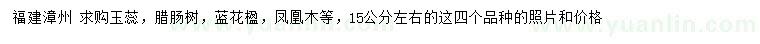 求购玉蕊、腊肠树、蓝花楹等