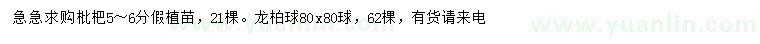 求购5-6公分枇杷假植苗、80*80龙柏球