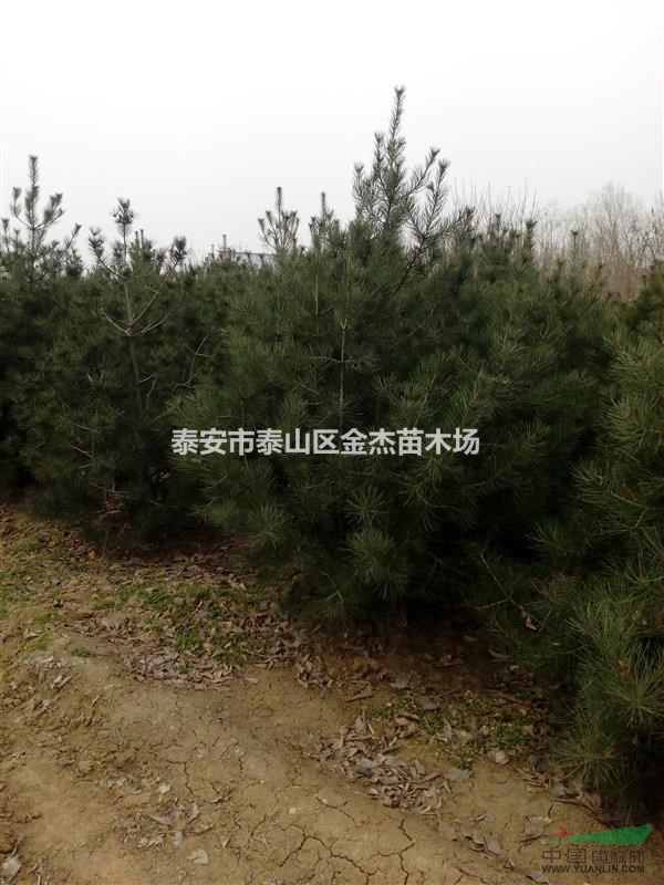 香花槐基地，黃金槐基地，白皮松基地，華山松基地