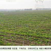 红心猕猴桃苗木种植基地哪家专业 *选坤威