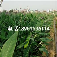 再力花 别名 水竹芋 水莲蕉 塔利亚 水生植物直销