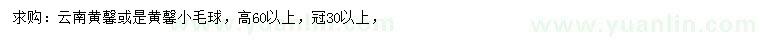 求购高60公分以上云南黄馨或是黄馨小毛球