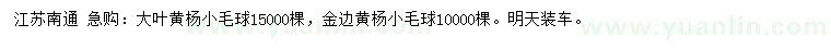 求购大叶黄杨小毛球、金边黄杨小毛球