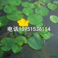 江苏荇菜2介绍