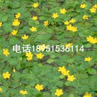 江苏荇菜介绍