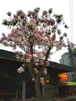 宫粉紫荆花7图片\宫粉紫荆花7报价