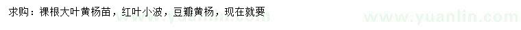 求购大叶黄杨苗、红叶小檗、豆瓣黄杨