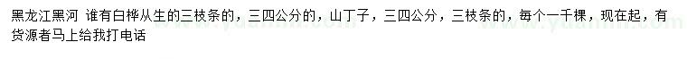 求购3、4公分从生白桦、山丁子