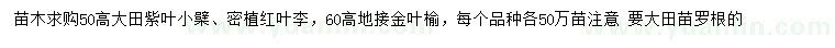 求购紫叶小檗、密植红叶李、地接金叶榆