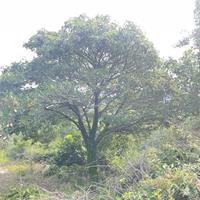 供应山西野生山楂树·大山楂树基地·原生大山楂树价格