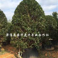 精品地龙金桂 