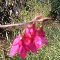 钟樱花－哪里有钟樱花－福建钟樱花基地